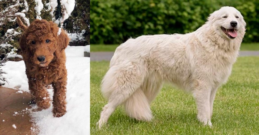 Maremma Sheepdog vs Irish Doodles - Breed Comparison