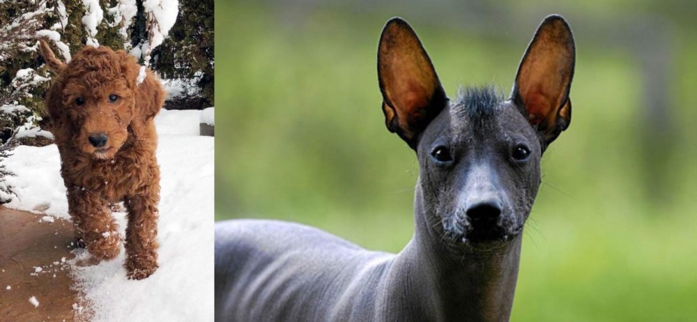 Mexican Hairless vs Irish Doodles - Breed Comparison