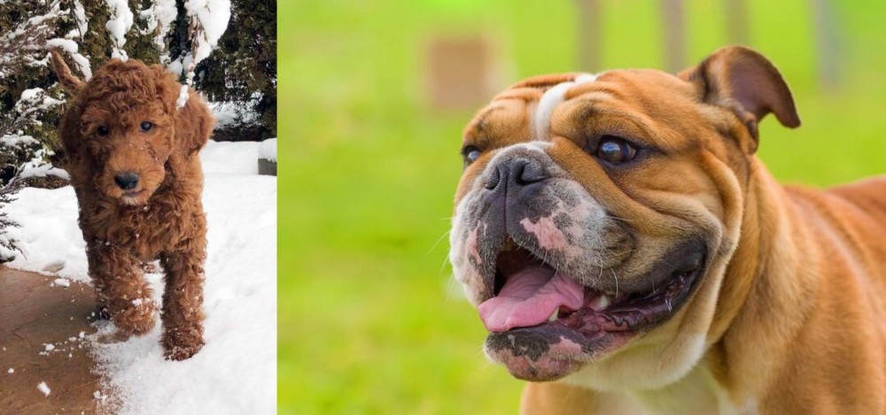 Miniature English Bulldog vs Irish Doodles - Breed Comparison