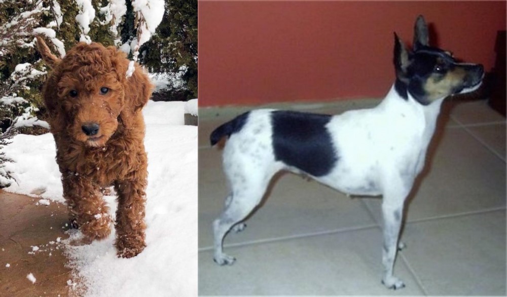 Miniature Fox Terrier vs Irish Doodles - Breed Comparison
