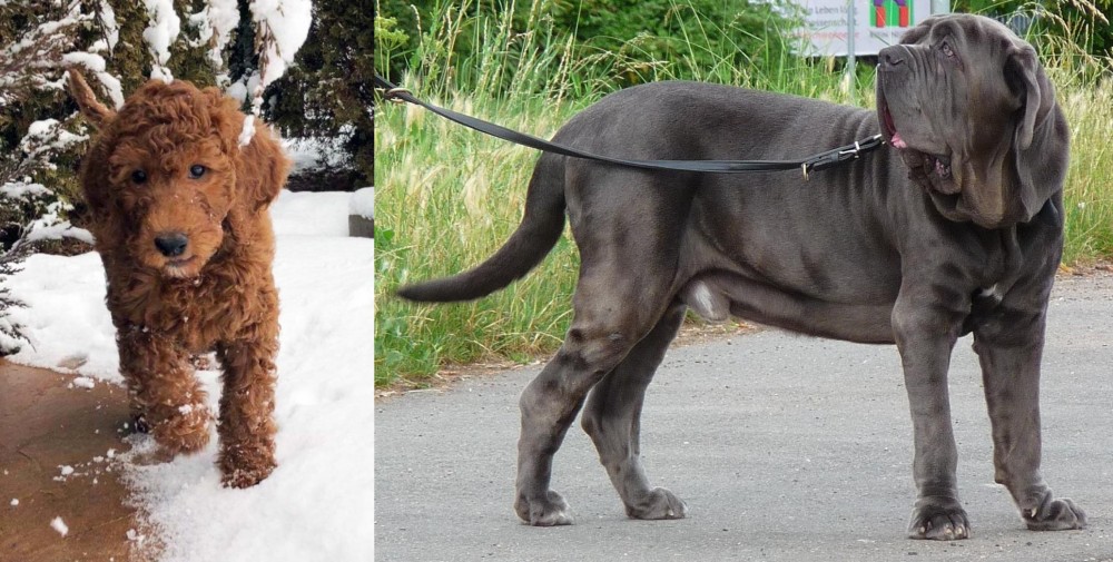 Neapolitan Mastiff vs Irish Doodles - Breed Comparison