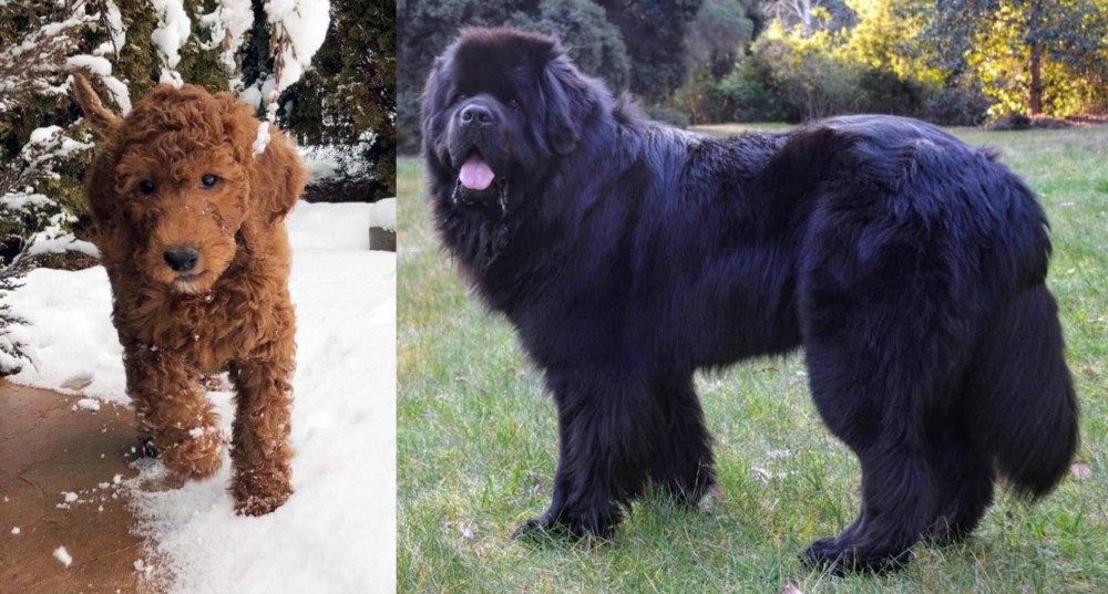 Newfoundland Dog vs Irish Doodles - Breed Comparison
