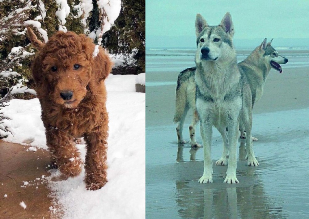 Northern Inuit Dog vs Irish Doodles - Breed Comparison