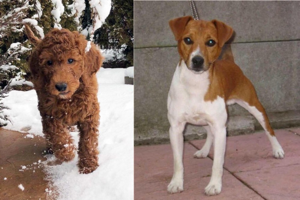 Plummer Terrier vs Irish Doodles - Breed Comparison