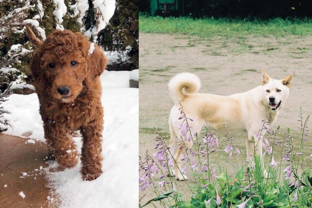 Pungsan Dog vs Irish Doodles - Breed Comparison