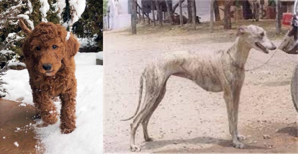 Rampur Greyhound vs Irish Doodles - Breed Comparison