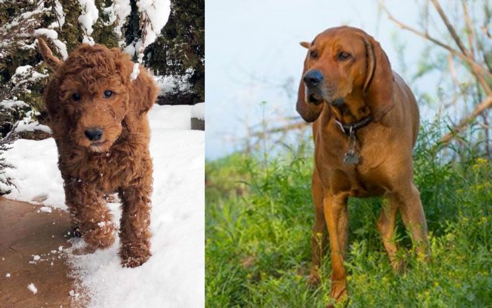 Redbone Coonhound vs Irish Doodles - Breed Comparison