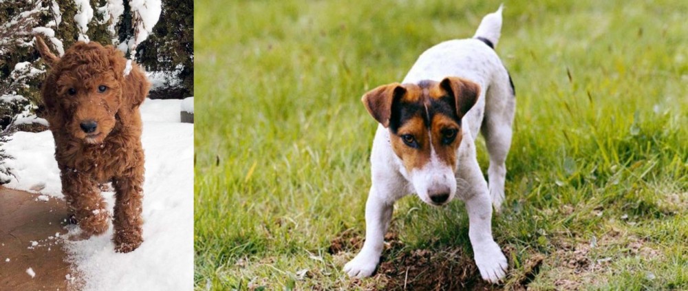 Russell Terrier vs Irish Doodles - Breed Comparison