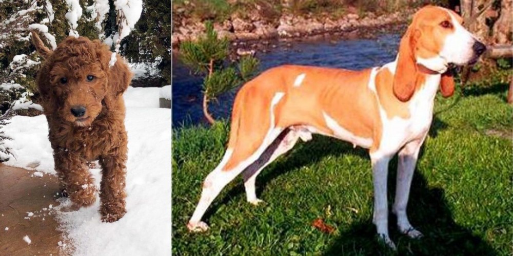 Schweizer Laufhund vs Irish Doodles - Breed Comparison