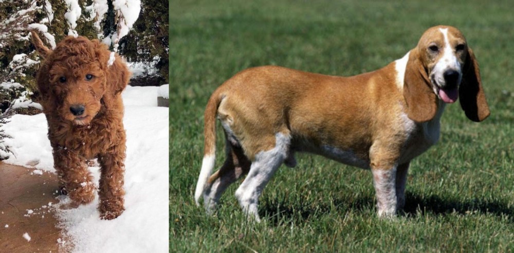 Schweizer Niederlaufhund vs Irish Doodles - Breed Comparison