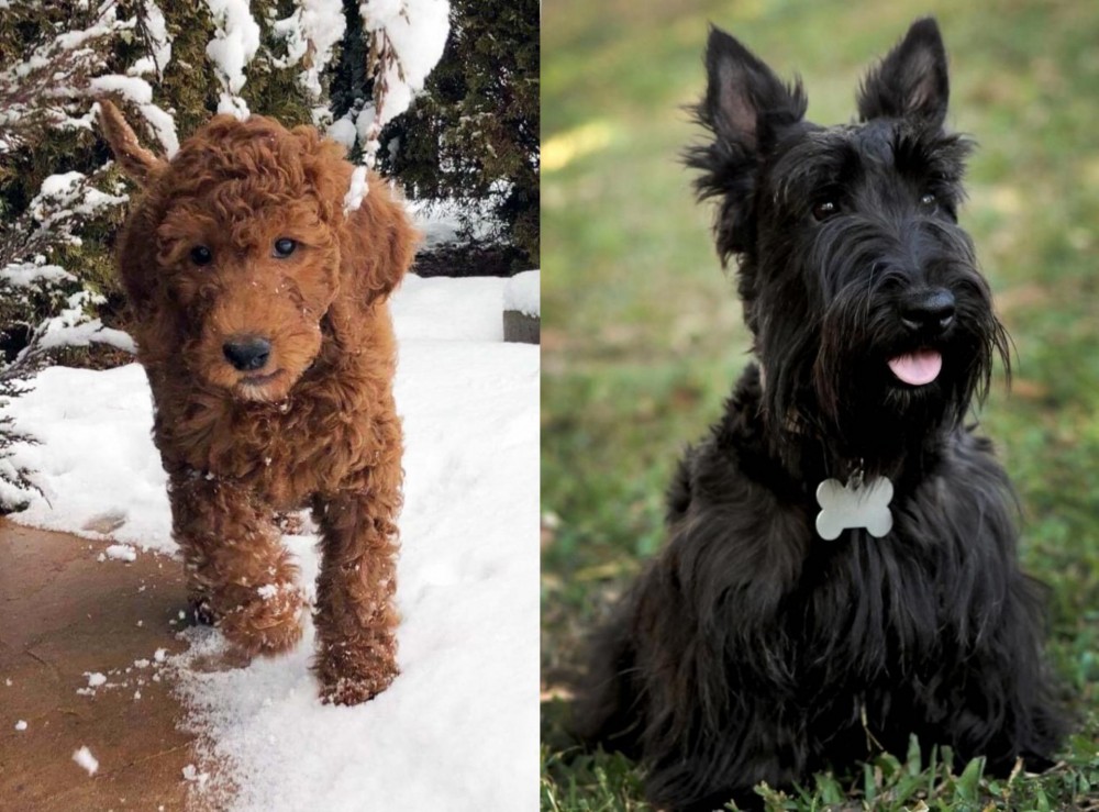 Scoland Terrier vs Irish Doodles - Breed Comparison