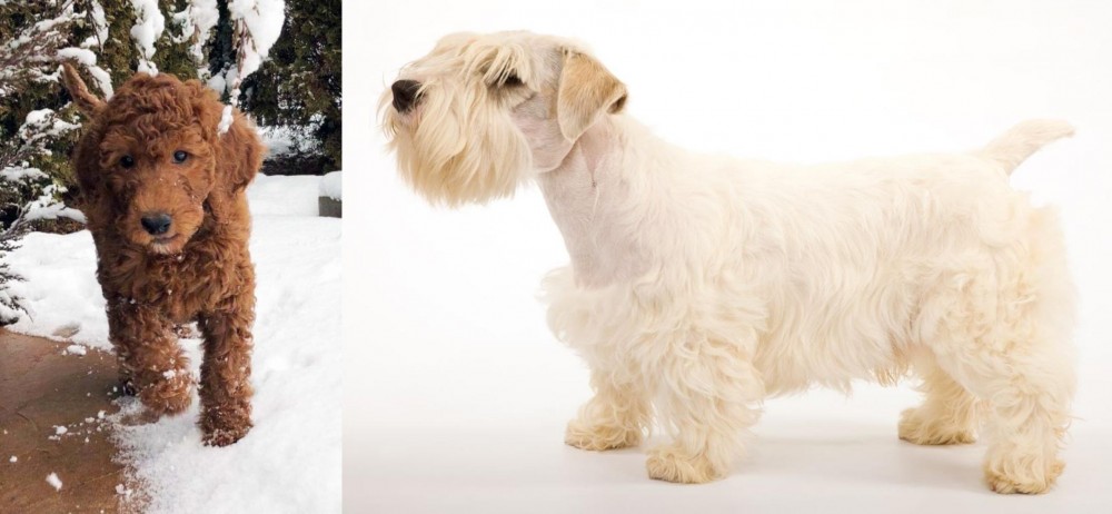 Sealyham Terrier vs Irish Doodles - Breed Comparison