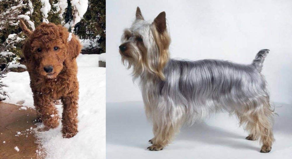 Silky Terrier vs Irish Doodles - Breed Comparison