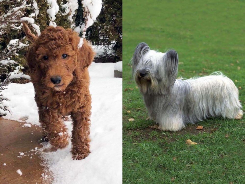 Skye Terrier vs Irish Doodles - Breed Comparison