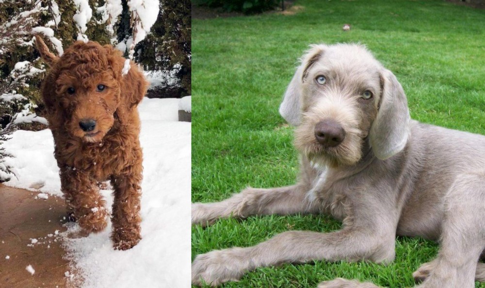 Slovakian Rough Haired Pointer vs Irish Doodles - Breed Comparison