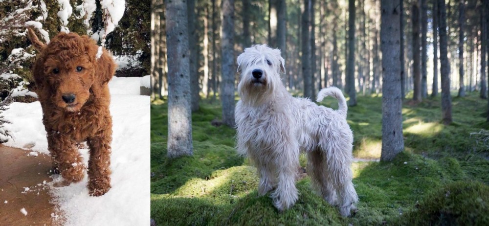 Soft-Coated Wheaten Terrier vs Irish Doodles - Breed Comparison