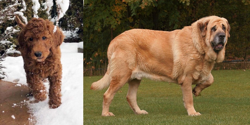 Spanish Mastiff vs Irish Doodles - Breed Comparison