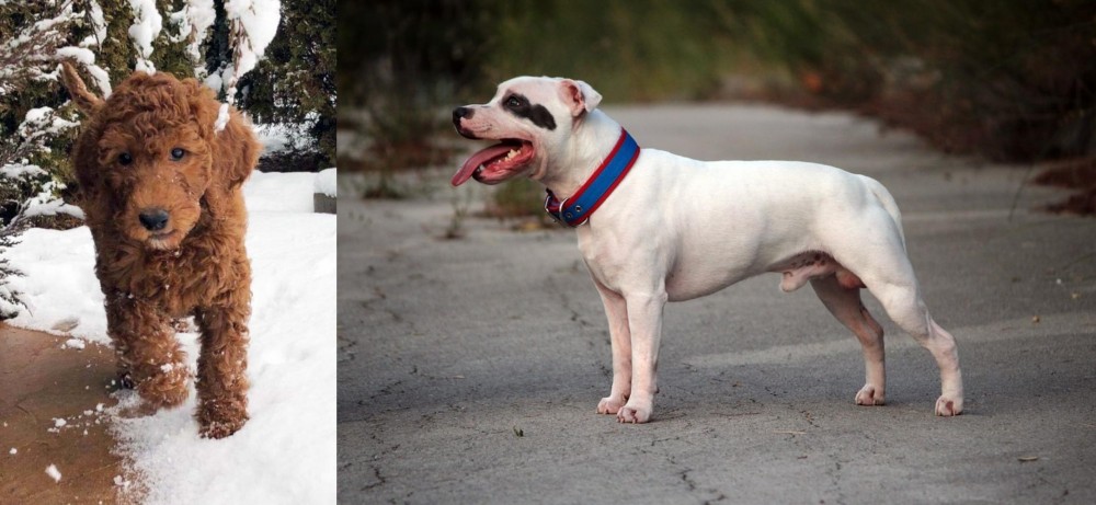 Staffordshire Bull Terrier vs Irish Doodles - Breed Comparison