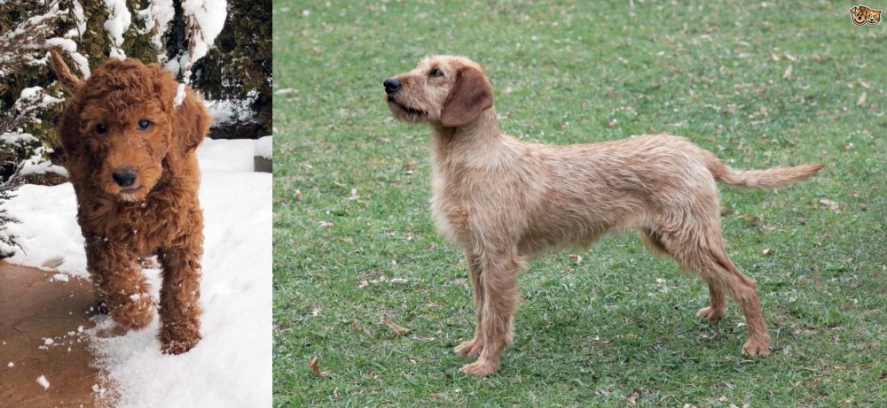 Styrian Coarse Haired Hound vs Irish Doodles - Breed Comparison