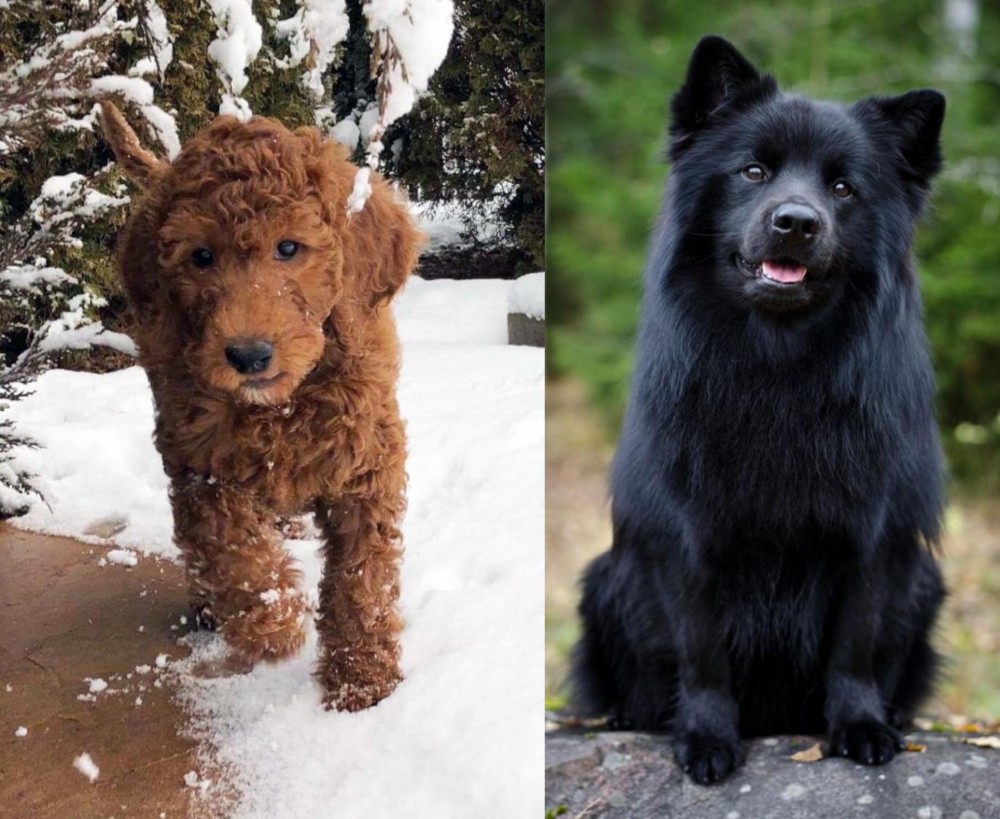 Swedish Lapphund vs Irish Doodles - Breed Comparison