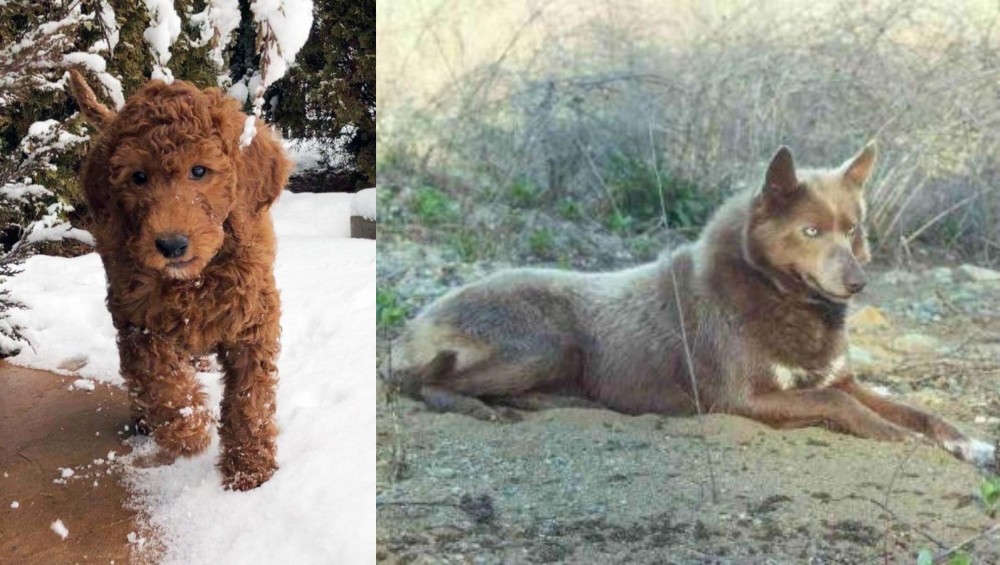 Tahltan Bear Dog vs Irish Doodles - Breed Comparison