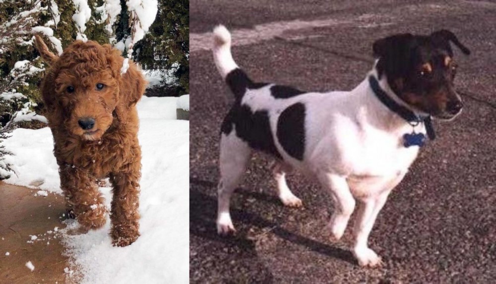 Teddy Roosevelt Terrier vs Irish Doodles - Breed Comparison