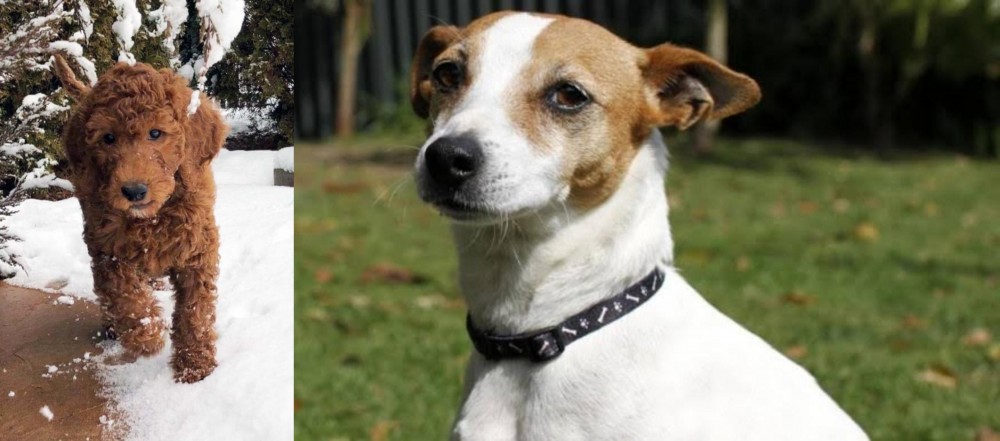 Tenterfield Terrier vs Irish Doodles - Breed Comparison