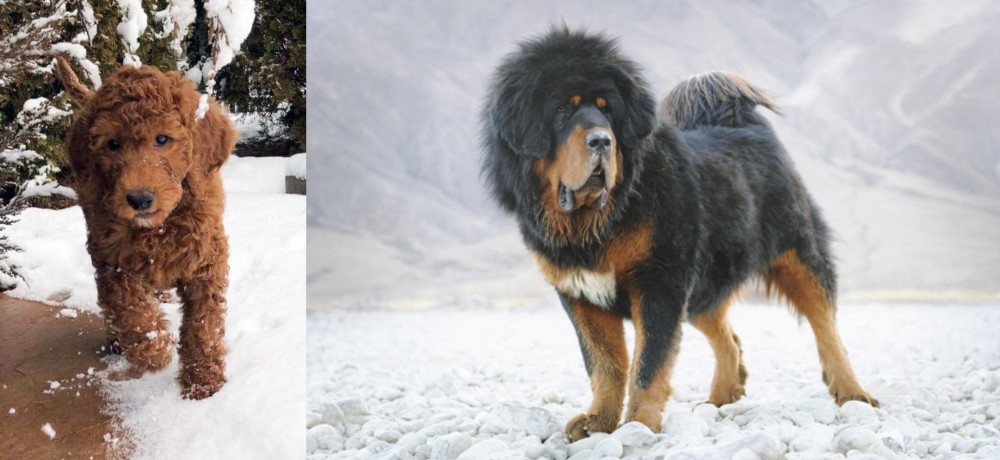 Tibetan Mastiff vs Irish Doodles - Breed Comparison