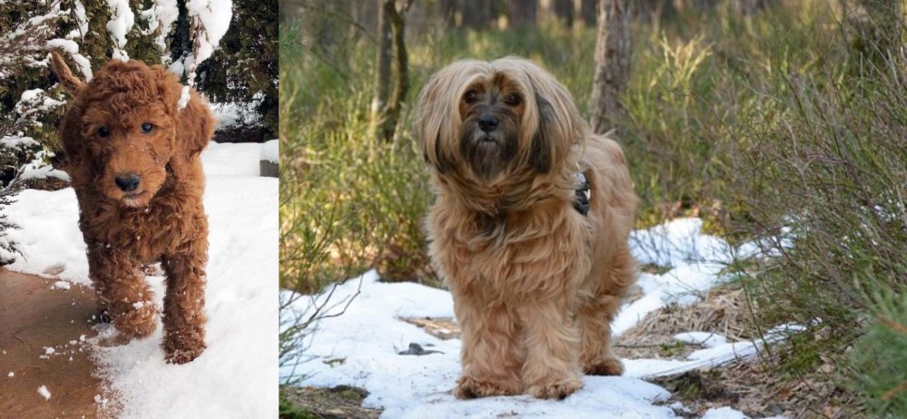 Tibetan Terrier vs Irish Doodles - Breed Comparison