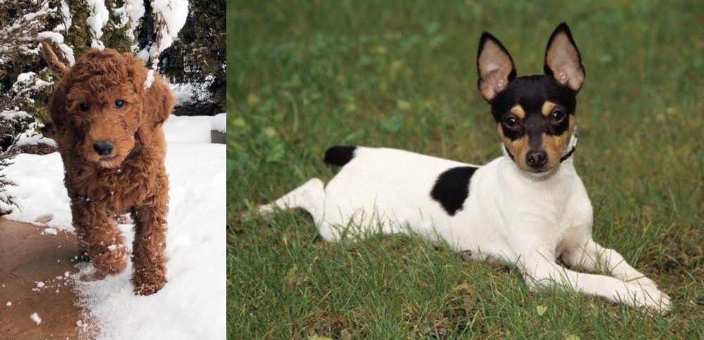 Toy Fox Terrier vs Irish Doodles - Breed Comparison