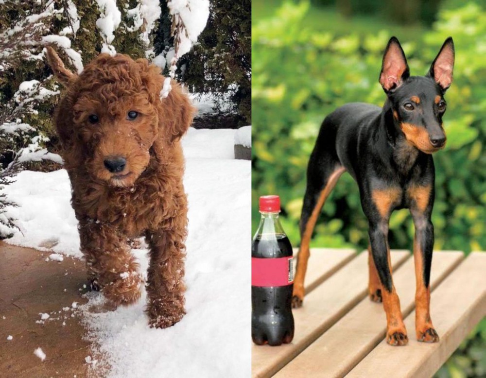Toy Manchester Terrier vs Irish Doodles - Breed Comparison