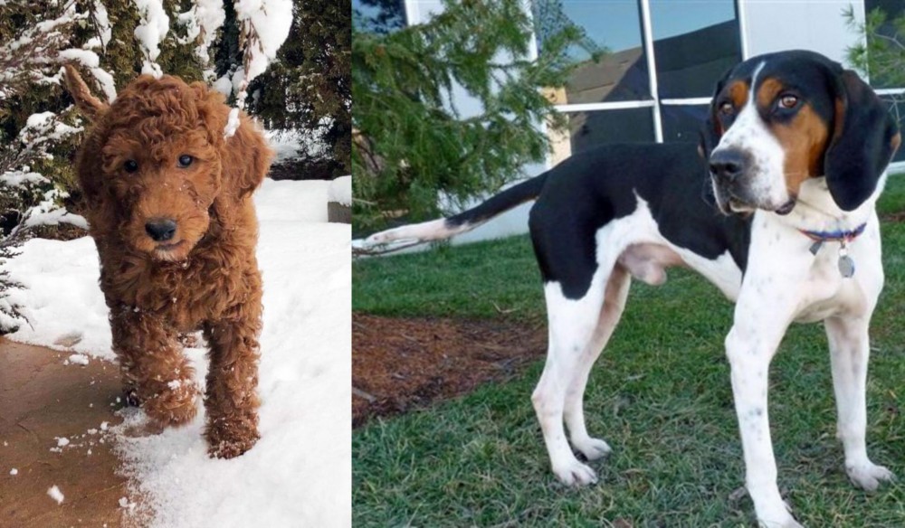 Treeing Walker Coonhound vs Irish Doodles - Breed Comparison