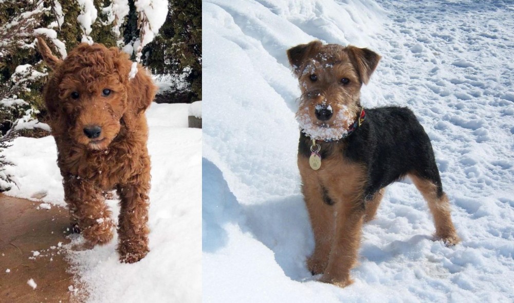 Welsh Terrier vs Irish Doodles - Breed Comparison