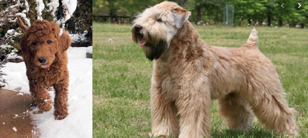 Wheaten Terrier vs Irish Doodles - Breed Comparison