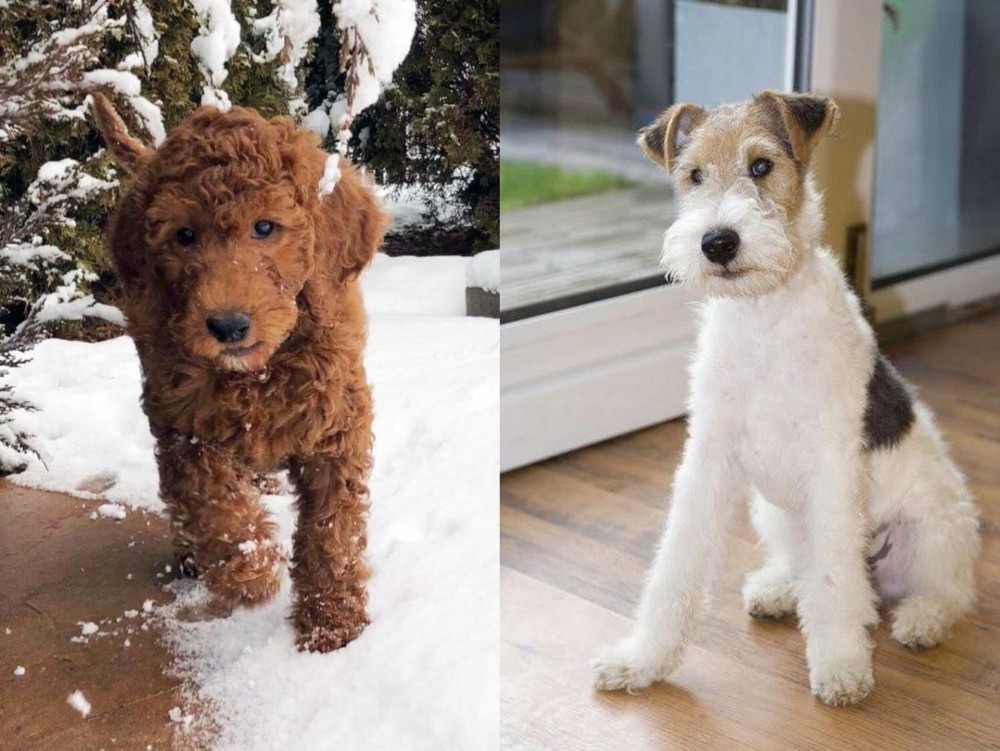 Wire Fox Terrier vs Irish Doodles - Breed Comparison