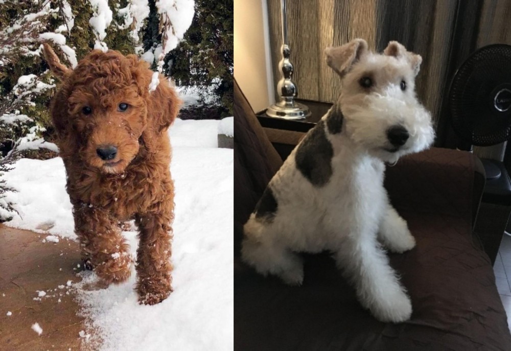 Wire Haired Fox Terrier vs Irish Doodles - Breed Comparison