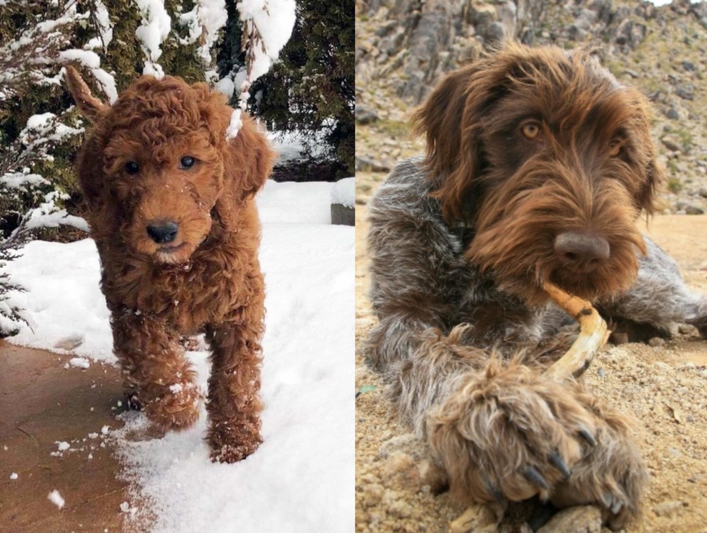 Wirehaired Pointing Griffon vs Irish Doodles - Breed Comparison
