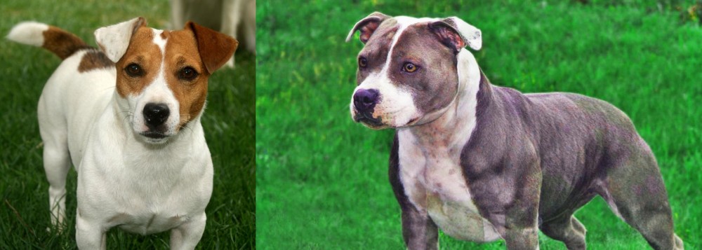 Irish Staffordshire Bull Terrier vs Irish Jack Russell - Breed Comparison