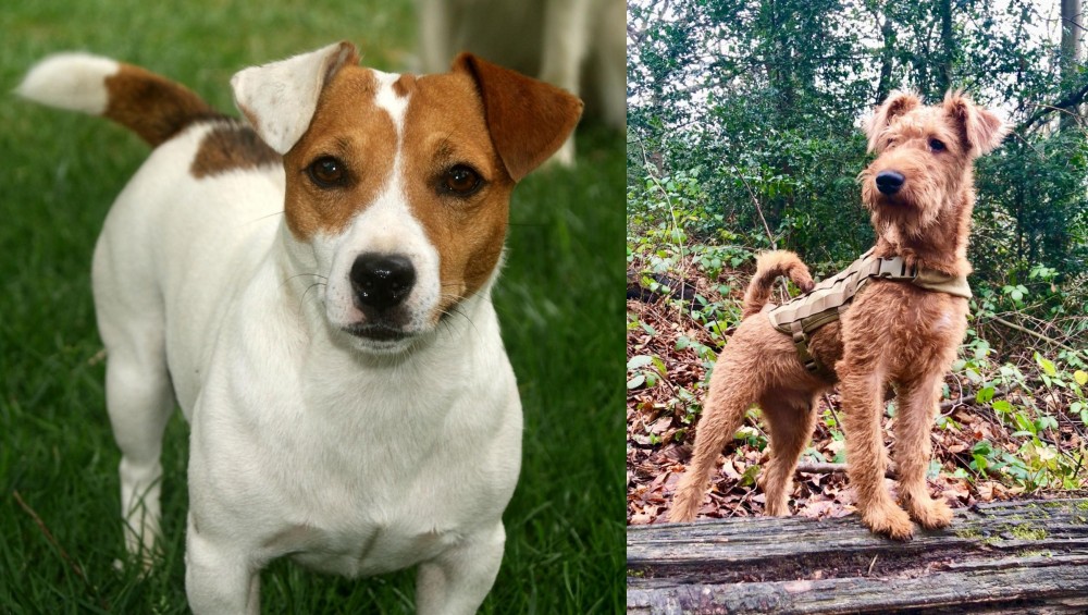 Irish Terrier vs Irish Jack Russell - Breed Comparison