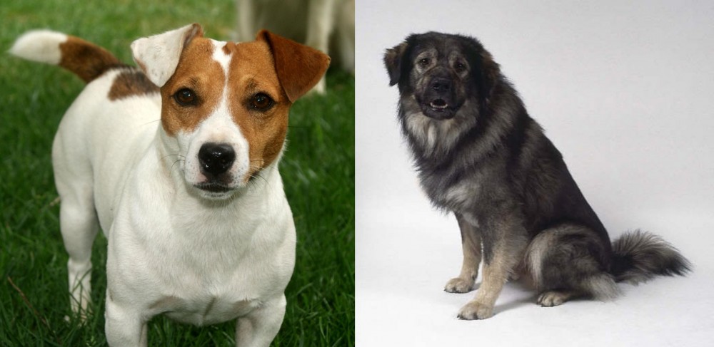 Istrian Sheepdog vs Irish Jack Russell - Breed Comparison