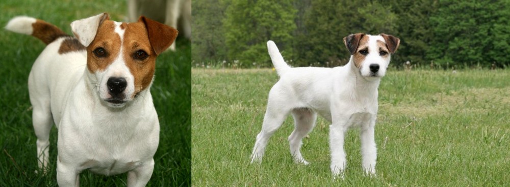 Jack Russell Terrier vs Irish Jack Russell - Breed Comparison