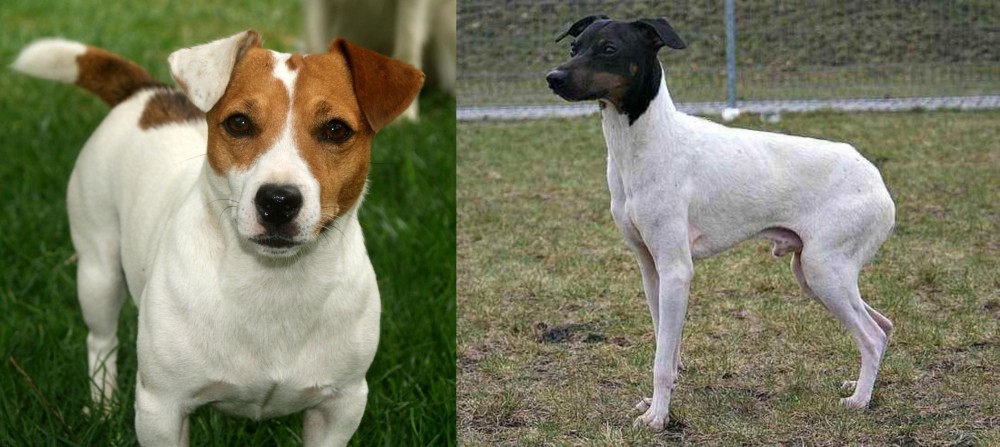 Japanese Terrier vs Irish Jack Russell - Breed Comparison