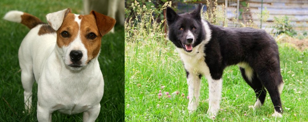 Karelian Bear Dog vs Irish Jack Russell - Breed Comparison
