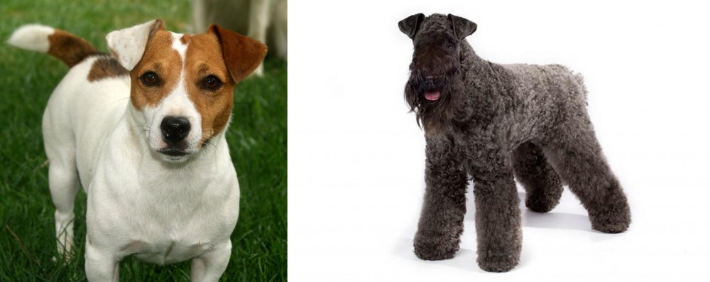 Kerry Blue Terrier vs Irish Jack Russell - Breed Comparison