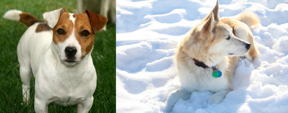 Labrador Husky vs Irish Jack Russell - Breed Comparison