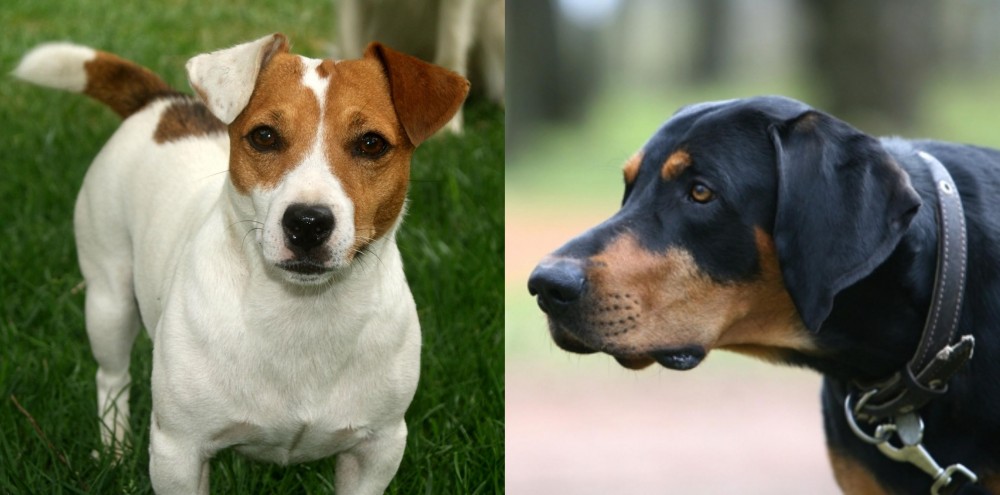 Lithuanian Hound vs Irish Jack Russell - Breed Comparison