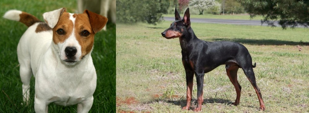 Manchester Terrier vs Irish Jack Russell - Breed Comparison