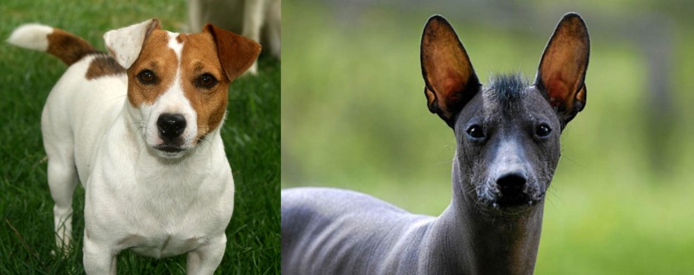 Mexican Hairless vs Irish Jack Russell - Breed Comparison