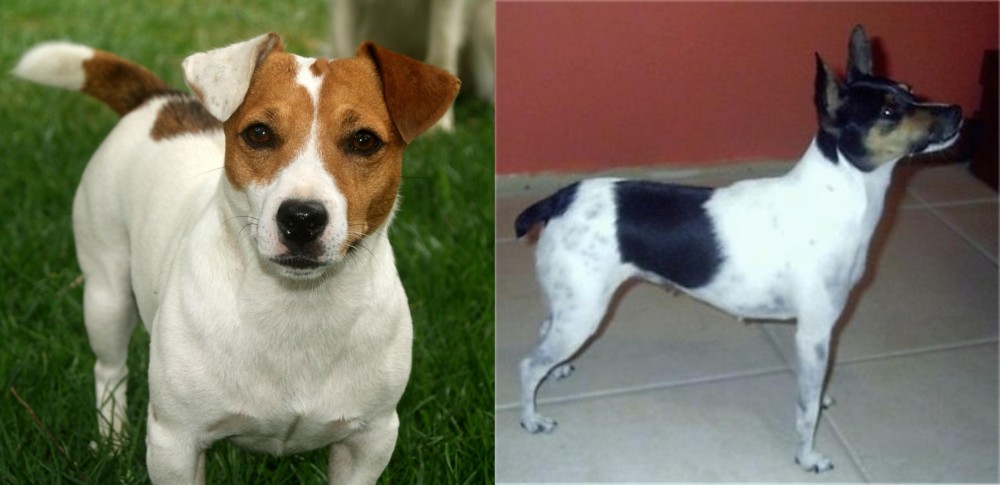 Miniature Fox Terrier vs Irish Jack Russell - Breed Comparison