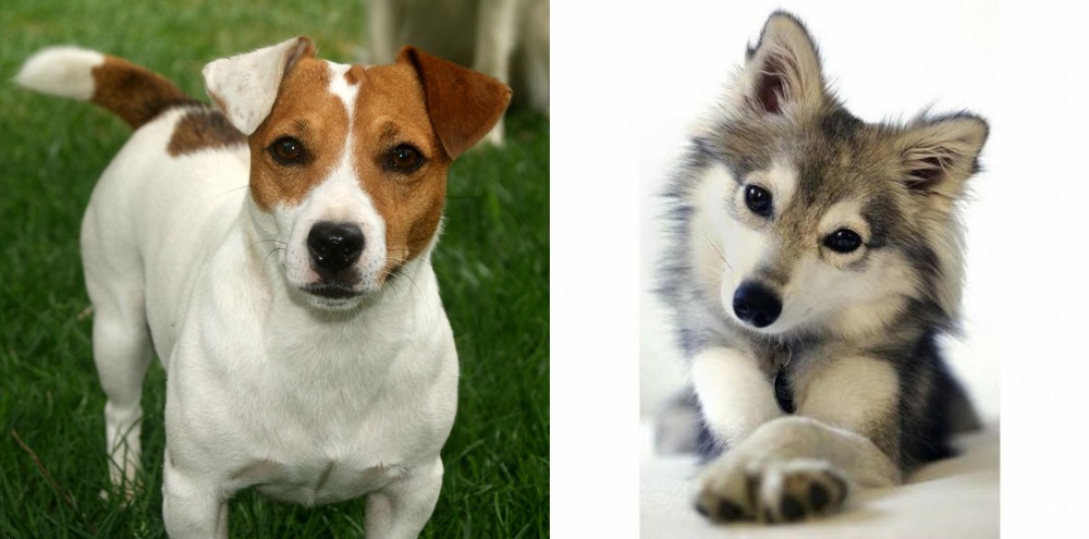 Miniature Siberian Husky vs Irish Jack Russell - Breed Comparison